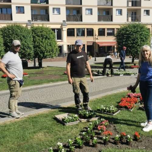 Legnica w kwiatach. Tysiące sadzonek upiększy nasze miasto