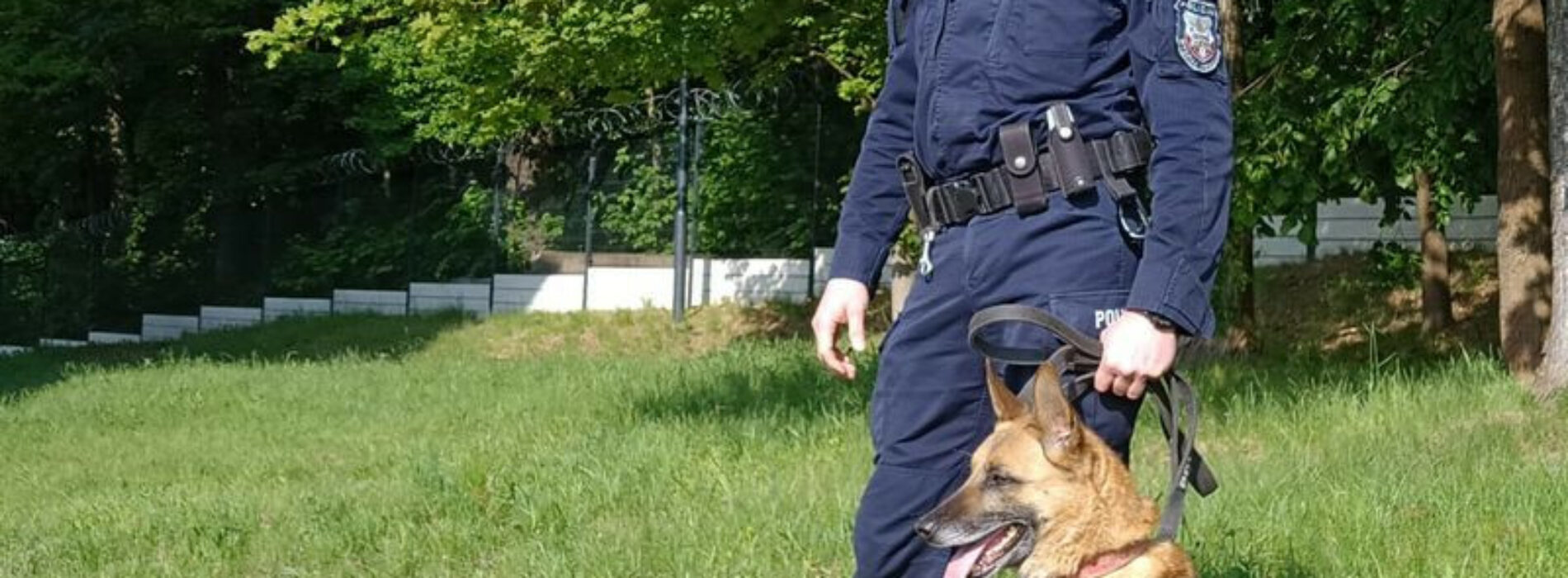 Policyjny pies służbowy nie dał się oszukać- znalazł narkotyki
